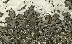 Hyperphyscia adglutinata