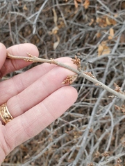 Shepherdia canadensis