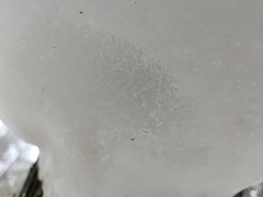 Daedaleopsis confragosa