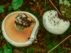 Multifurca ochricompacta