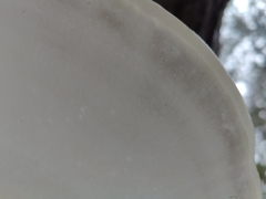 Daedaleopsis confragosa