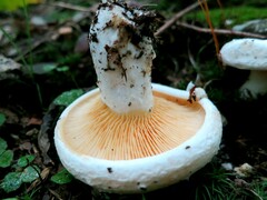 Multifurca ochricompacta