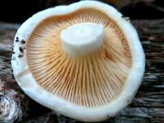 Multifurca ochricompacta