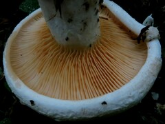 Multifurca ochricompacta