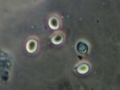 Multifurca ochricompacta