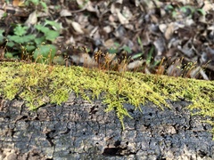 Amblystegium serpens