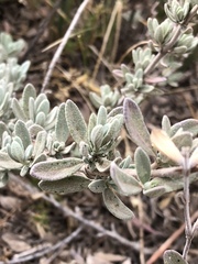 Salvia chamaedryoides