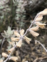 Salvia chamaedryoides