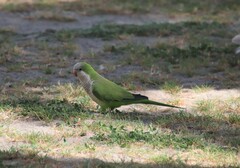 Myiopsitta monachus
