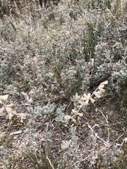 Salvia chamaedryoides