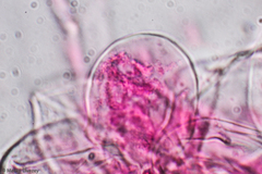 Multifurca ochricompacta