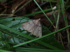 Zanclognatha laevigata