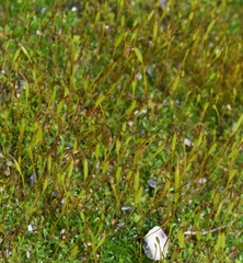 Tortula muralis muralis