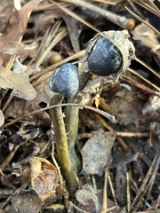 Tolypocladium capitatum