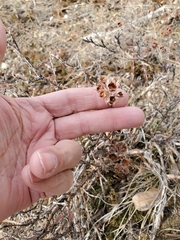 Dasiphora fruticosa