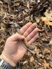 Tolypocladium capitatum