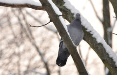 Columba livia domestica