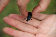 Carabus glabratus