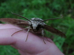 Manduca jasminearum