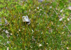 Tortula muralis muralis