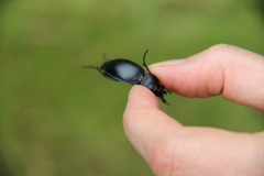 Carabus glabratus