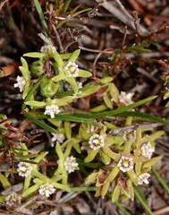 Eustegia minuta