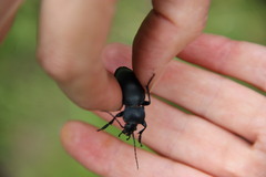 Carabus glabratus