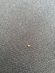 Cryptocephalus irroratus