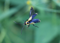 Chauliognathus distinguendus