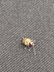 Cryptocephalus irroratus