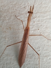 Eumusonia