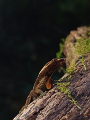 Anolis humilis