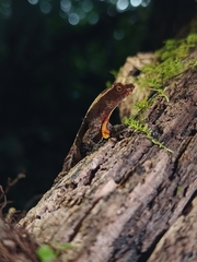 Anolis humilis