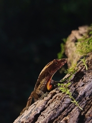 Anolis humilis