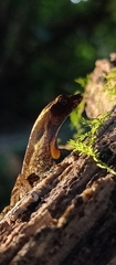 Anolis humilis