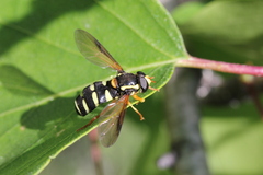 Xanthogramma