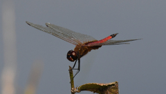 Tramea darwini