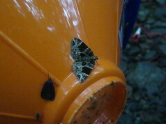 Gandaritis atricolorata