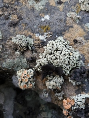 Rhizoplaca chrysoleuca