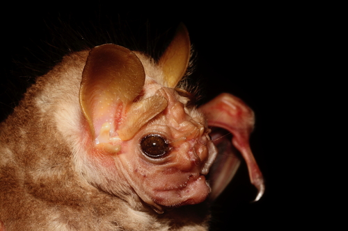 Wrinkle-faced Bat