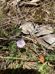 Geranium potentilloides