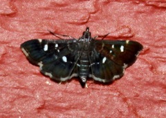 Diathrausta reconditalis
