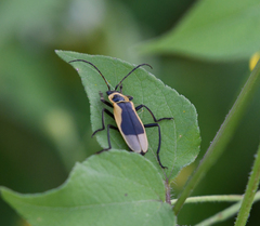 Chauliognathus distinguendus