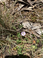 Geranium potentilloides
