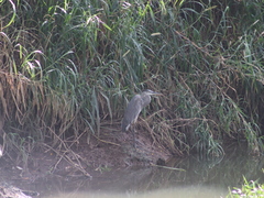 Ardea herodias