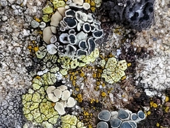 Rhizoplaca chrysoleuca