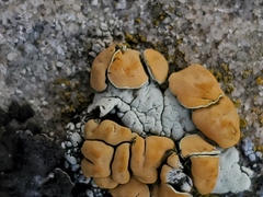 Rhizoplaca chrysoleuca