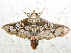 Megastes praxiteles