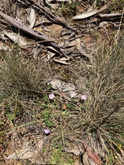 Geranium potentilloides