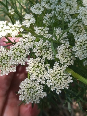 Visnaga daucoides